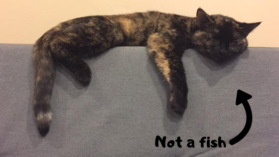 Cleocatra Neely, boat cat, travel cat, best cat