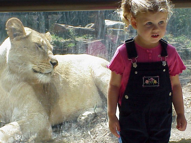 Toddler Marissa with a Lion at the zoo
