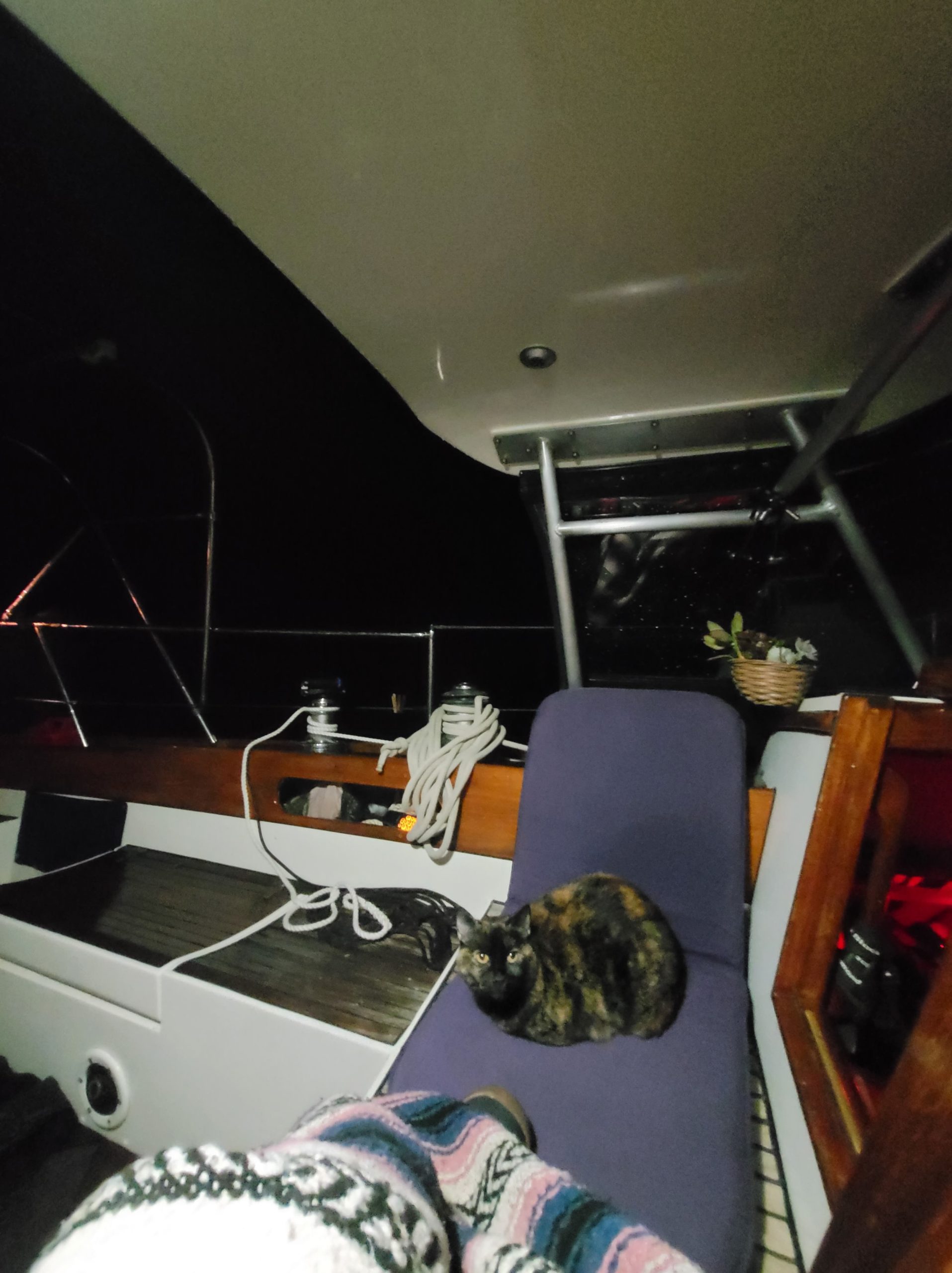 Cleo cat in the cockpit during a night passage