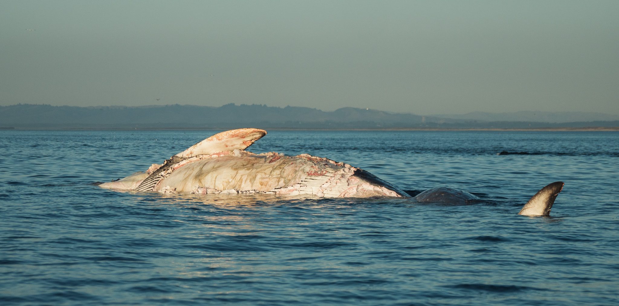 Dead juvenile Fin Whale