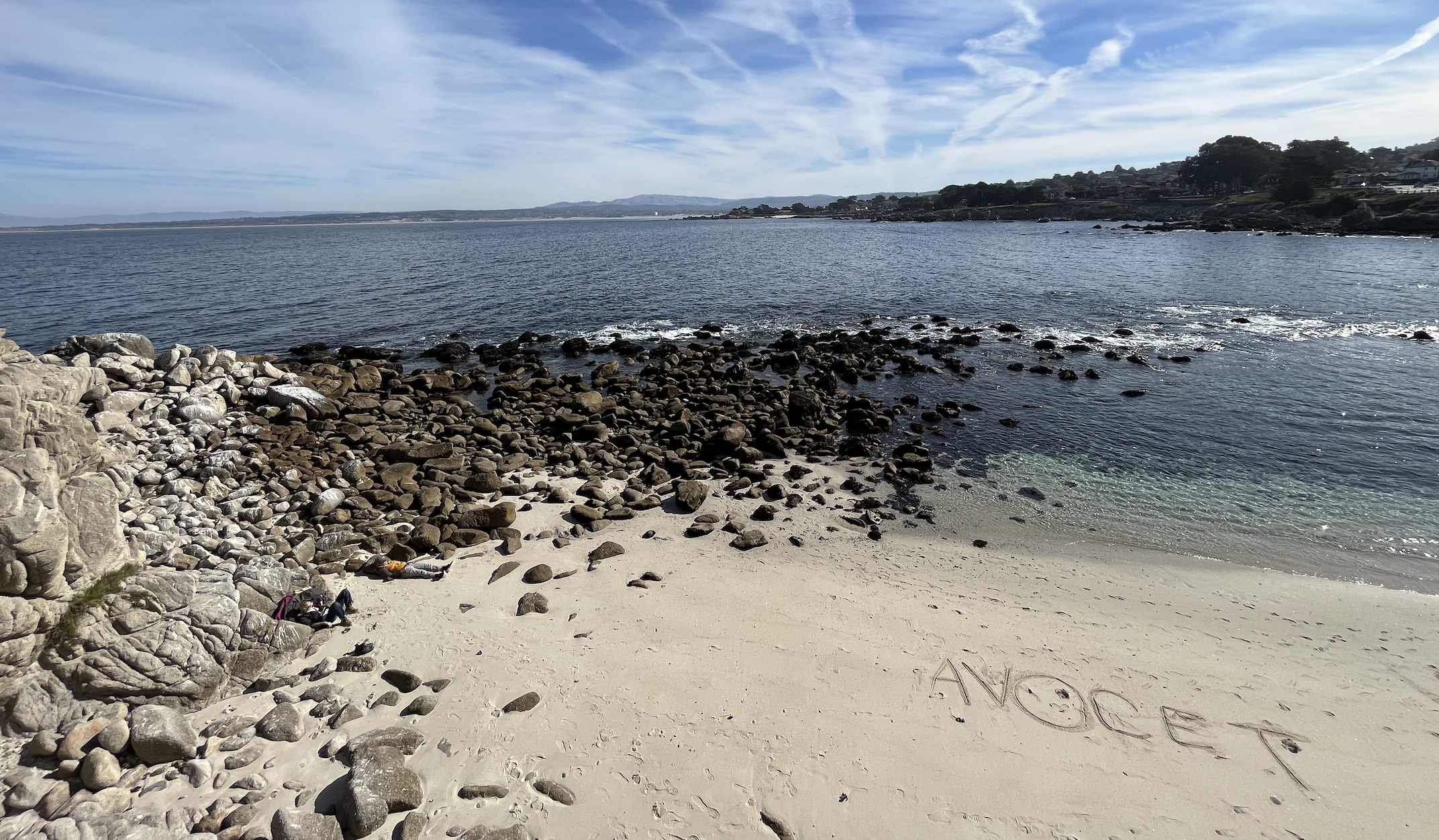 Avocet in Lovers Beach