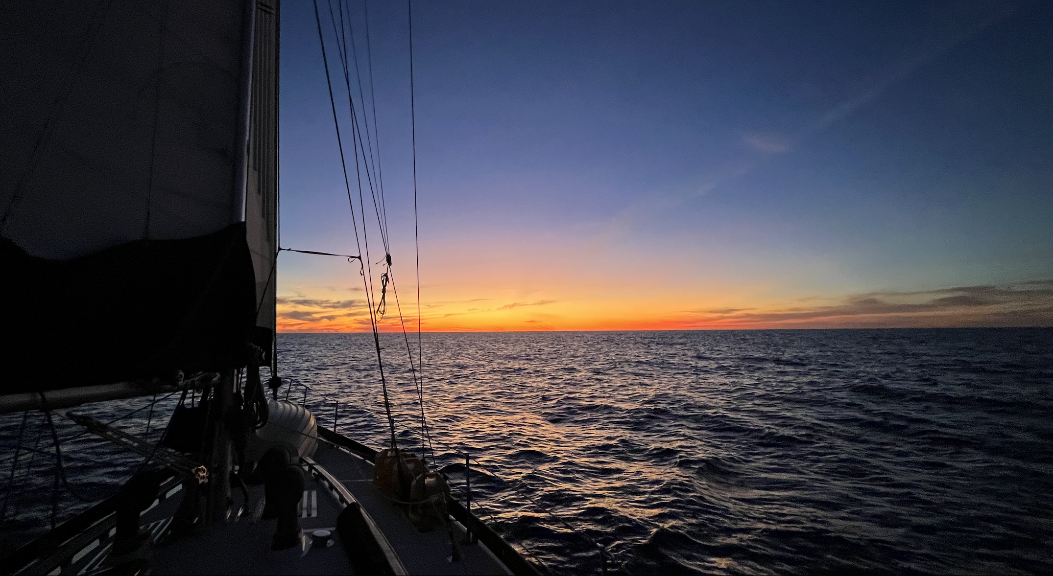 Avocet sailing at night