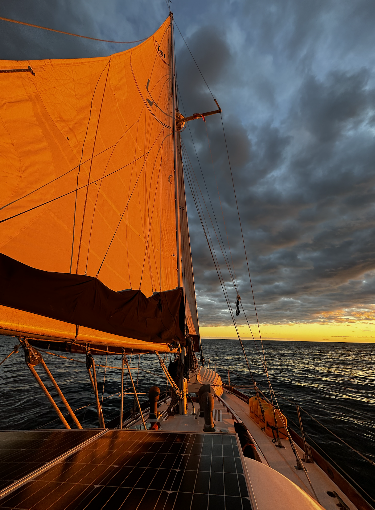 Avocet undersail during sunset