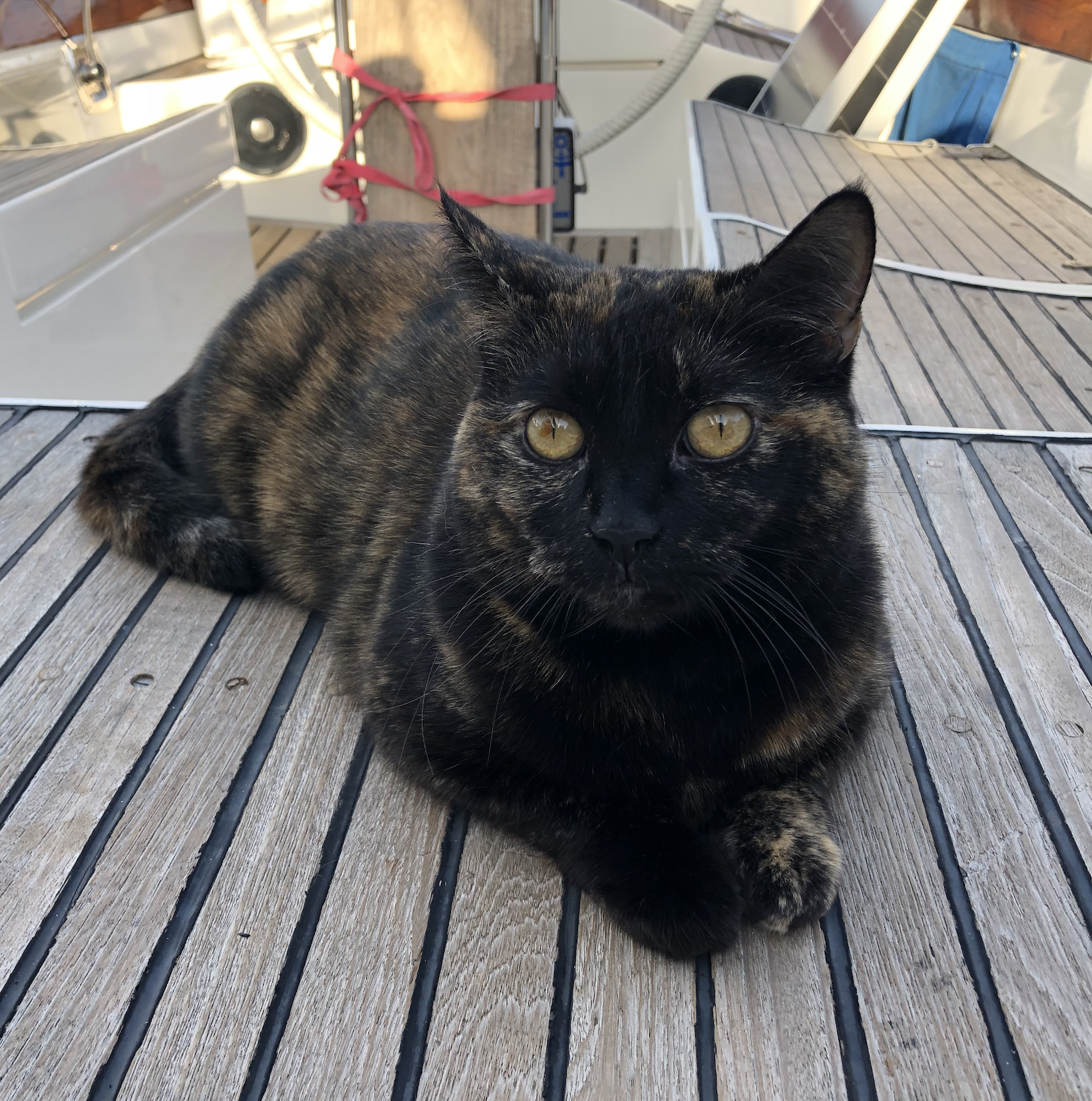 Cat on a sailboat, travel