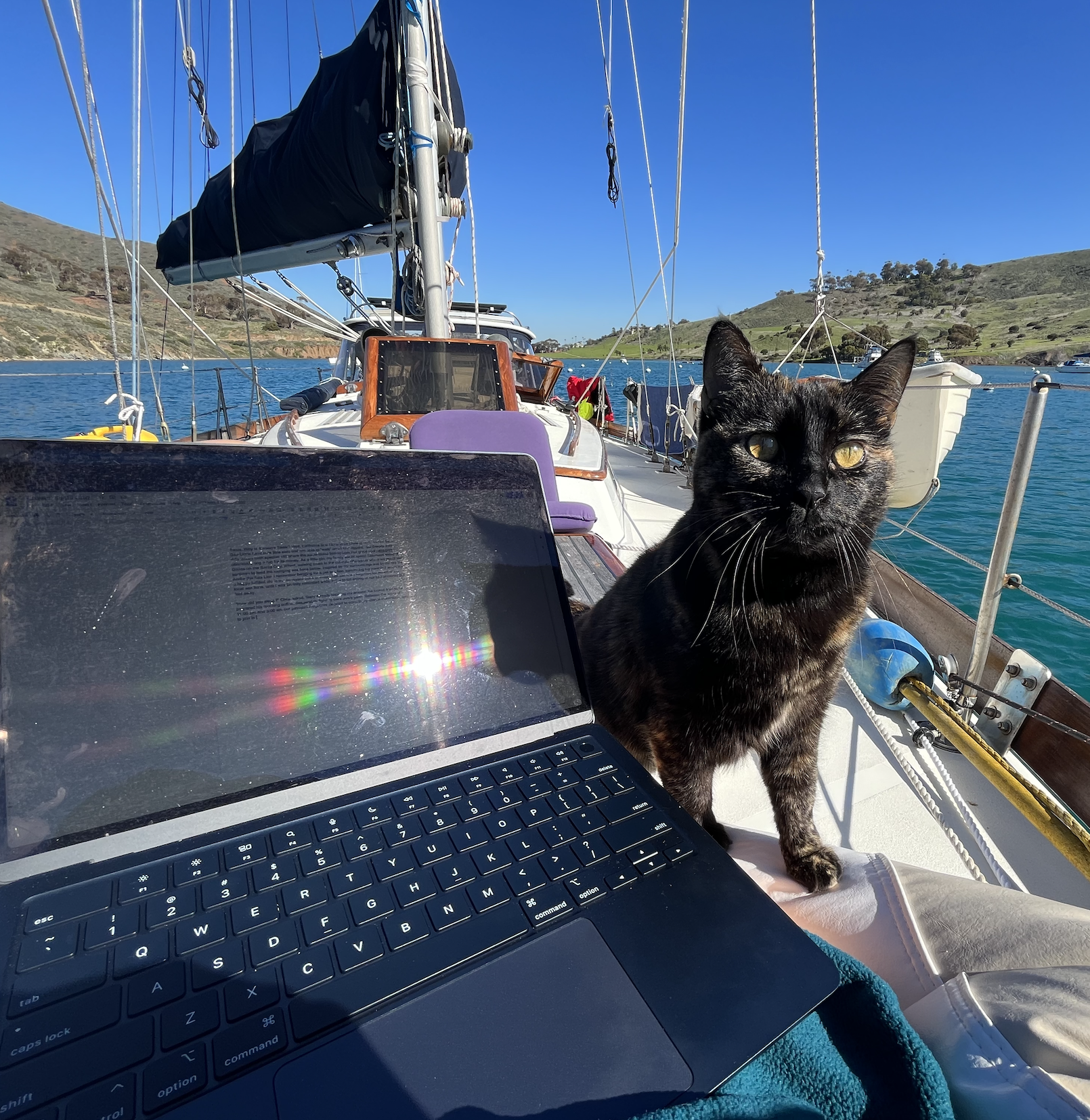 travel cat on a sailboat working nomadically