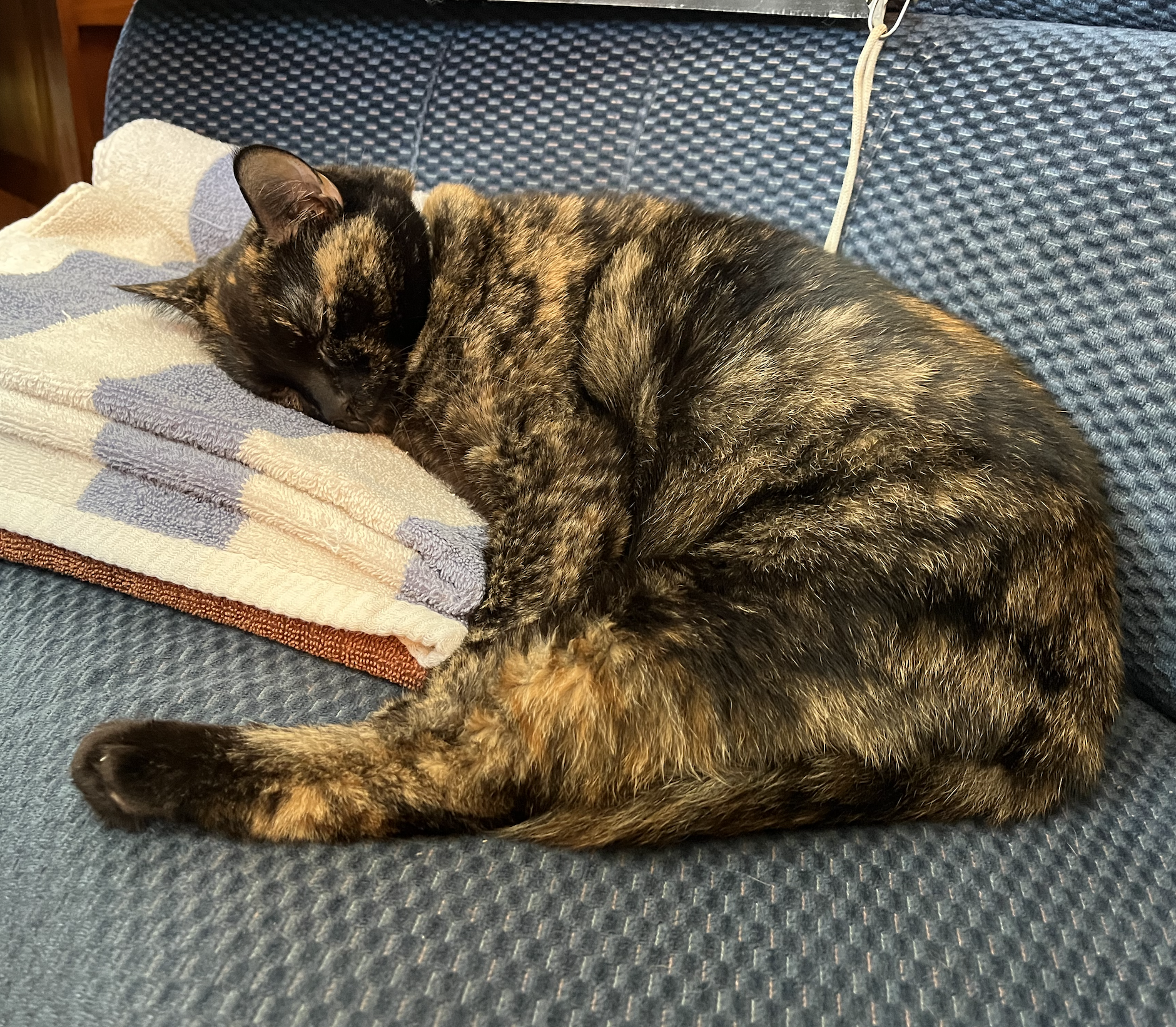 sleeping boat cat