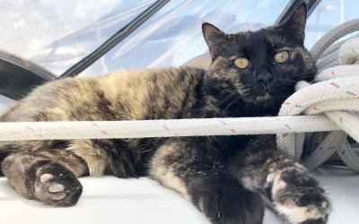 Meet Our Boat Cat, Cleo